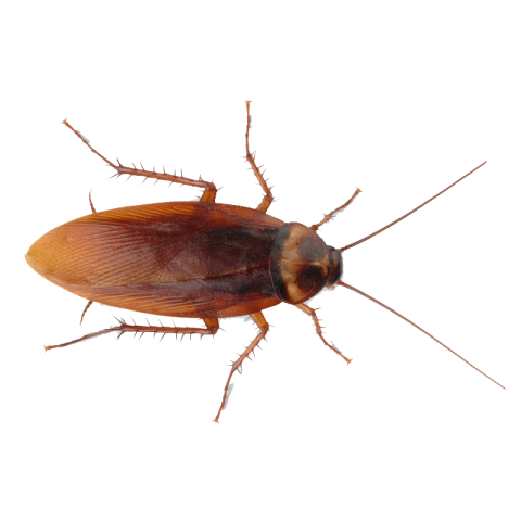 Cockroach Insect Transparent Images