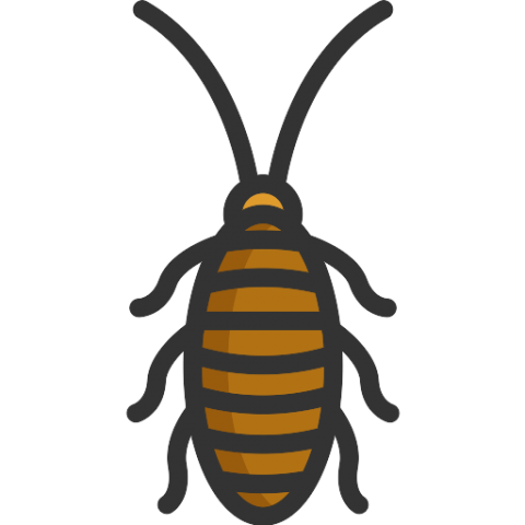Cockroach Insect Transparent PNG