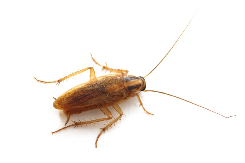 Cockroach No Background