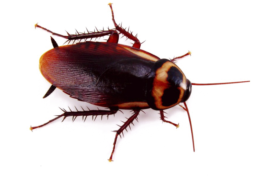 Cockroach PNG Clipart Background
