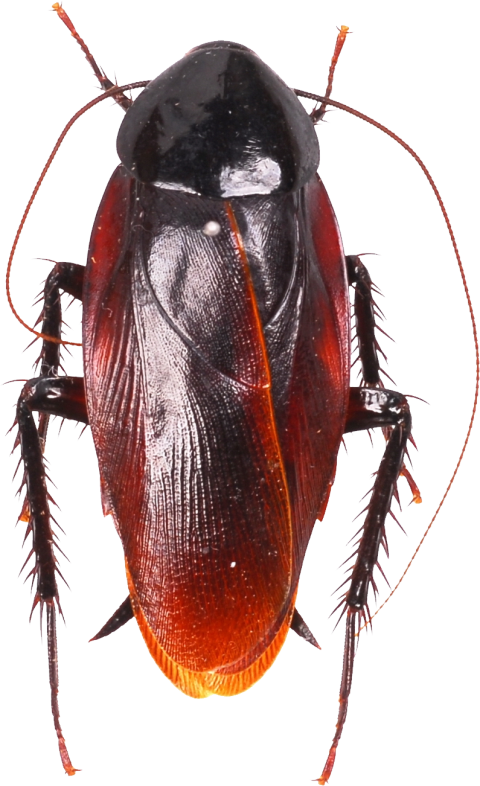 Cockroach PNG HD Quality