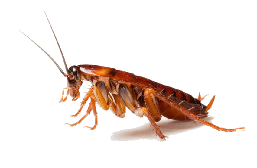 Cockroach PNG Images HD