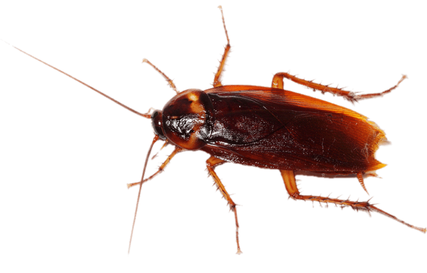 Cockroach Transparent Image
