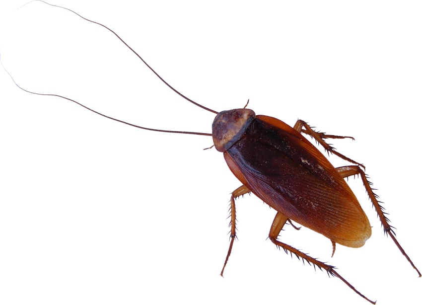 Cockroach Transparent Images