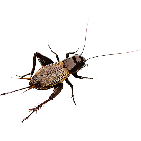 Cricket Insect PNG Images HD