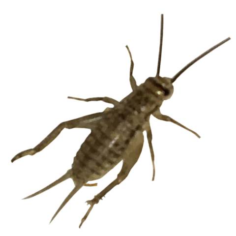Cricket Insect Transparent Images