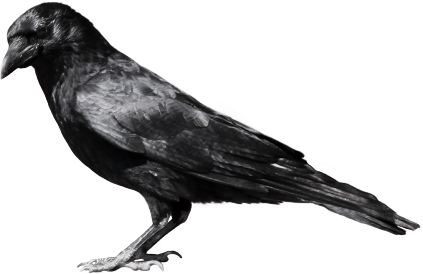 Crow Dark Black PNG