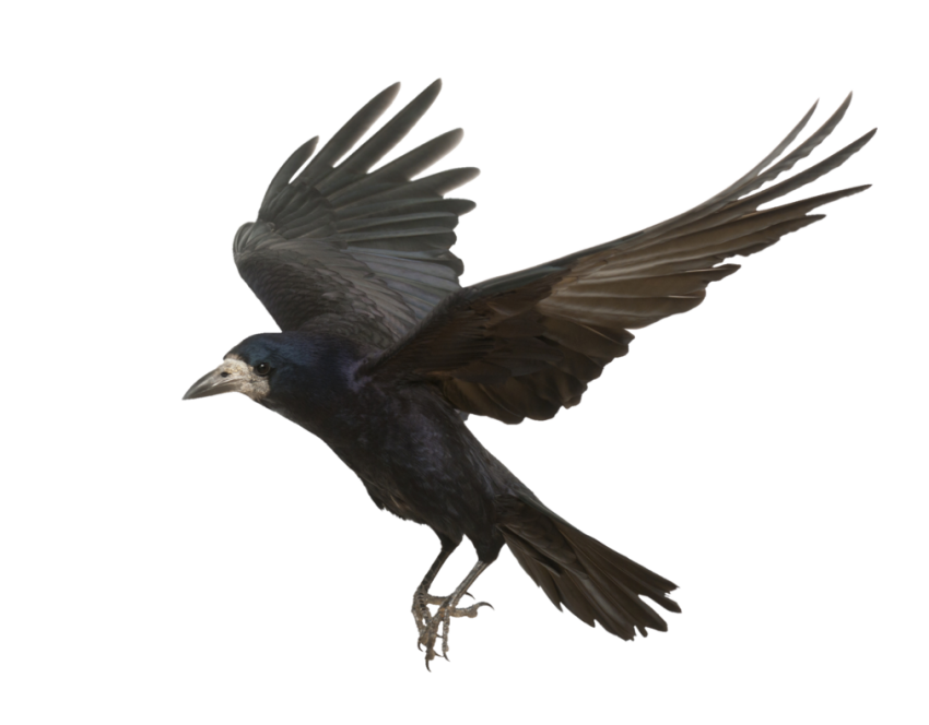 Crow Flying PNG