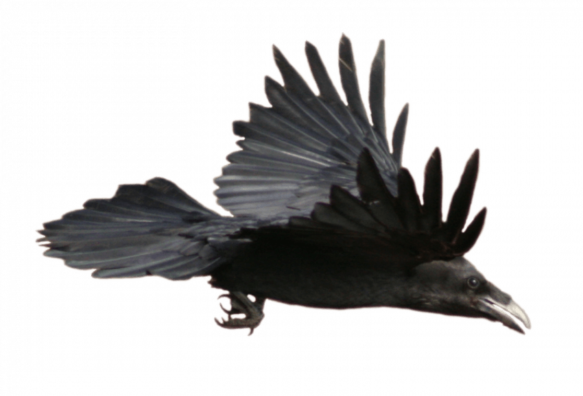 Crow Long Feather PNG