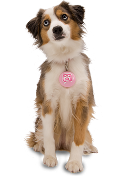 Cute Beautiful Dog Sitting HD PNG Images