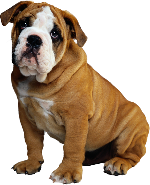 Cute Boxer Small Sitting Dog PNG Images