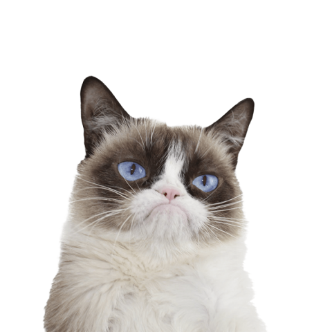 Cute Cat Face Hd PNG  Download