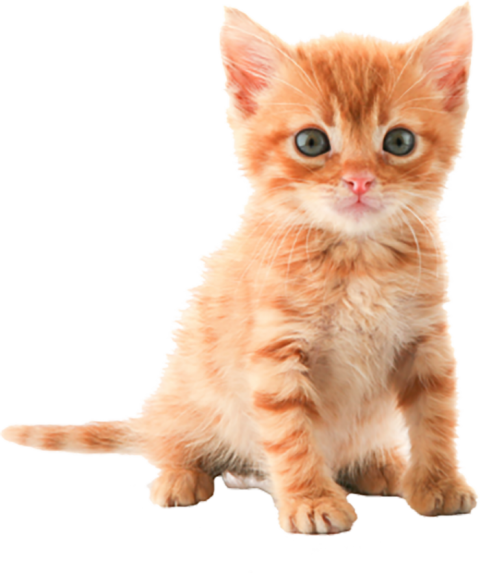Cute Cat Full HD PNG Download