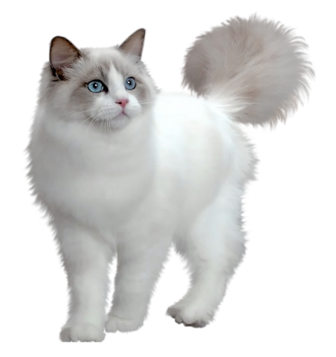 Cute Cat Full HD PNG Download