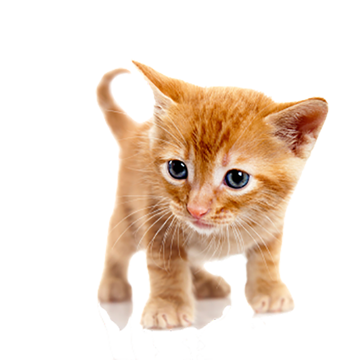 Cute Cat Full HD PNG Image