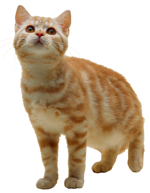 Cute Cat Full HD PNG Image