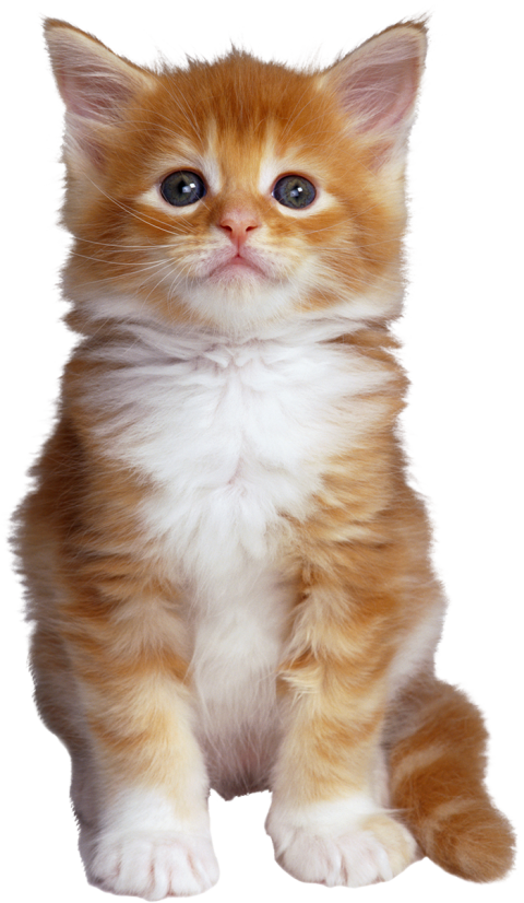 Cute Cat Full HD PNG Image New