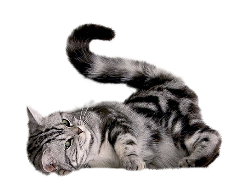 Cute Cat PNG Download For Editing