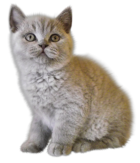 Cute Cat PNG Full HD Download