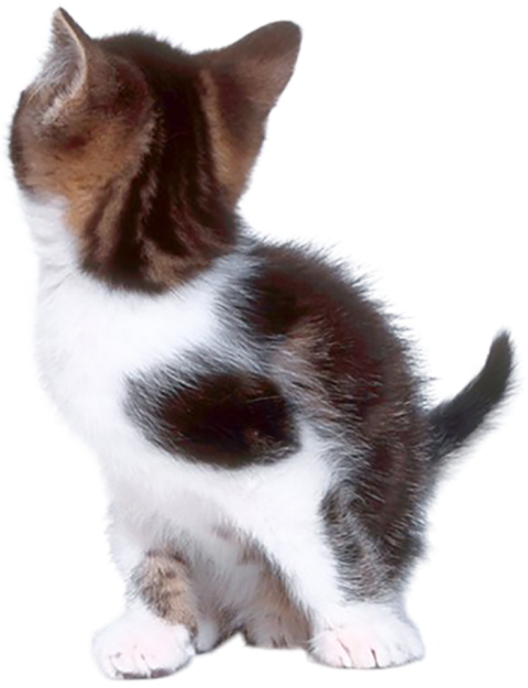 Cute Cat PNG Images Download For Editing