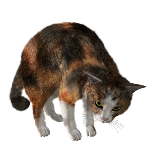 Cute Cat PNG Images Download For Photoshop