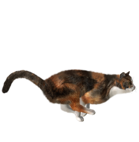 Cute Cat PNG Images Download Hd