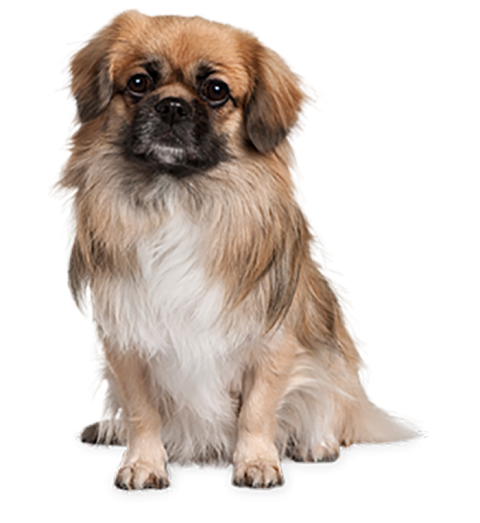 Cute Dog Puppy Child Baby PNG Download