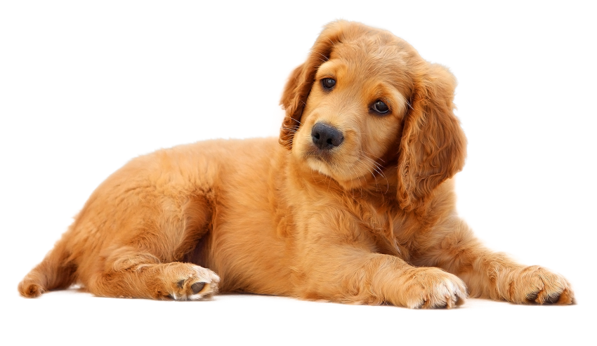 Cute Golden Dog Transparent PNG