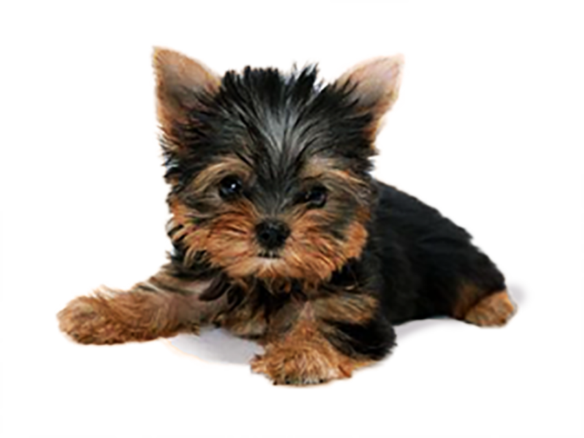 Cute Puppy Dog Transparent PNG Images