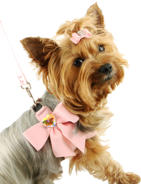 Cute Puppy Pet Dog PNG Image Full HD