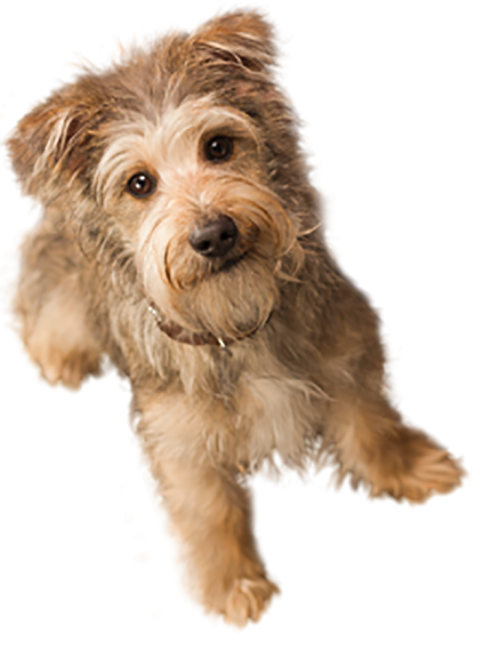 Cute Puppy Pet HD PNG Images
