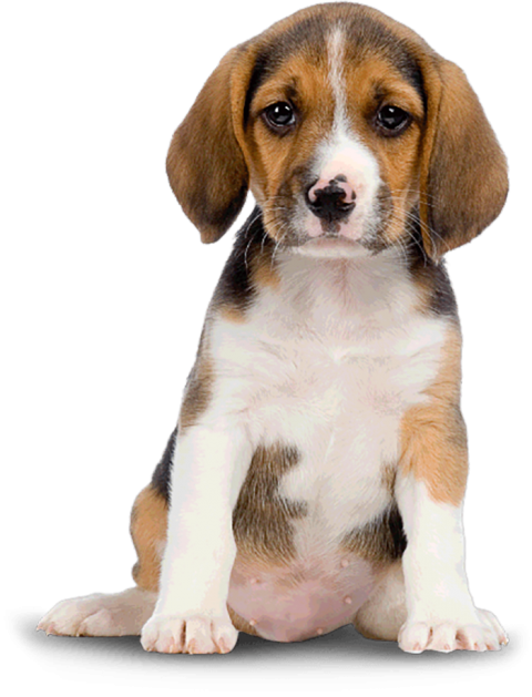 Cute Sad Puppy Sitting Dog PNG Images