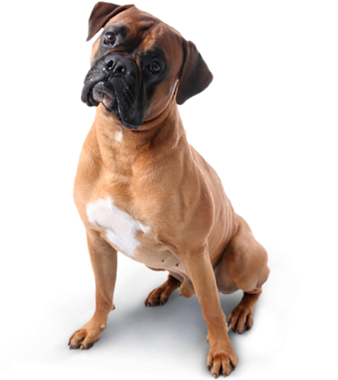 Cute Sitting Brown Dog HD PNG Images