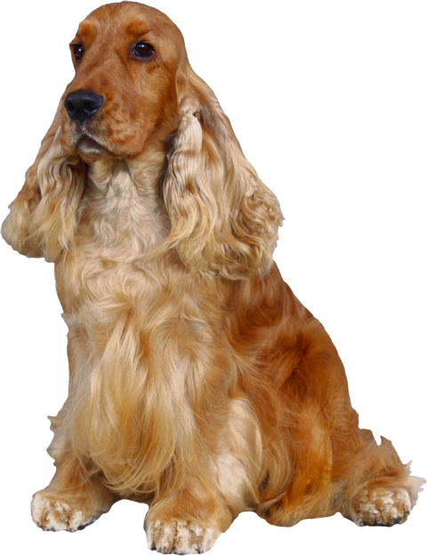 Cute Sitting Dog With Long Hair PNG Images