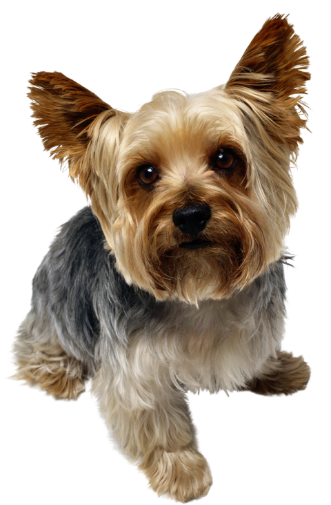 Cute Small Puppy Pet Dog PNG Images