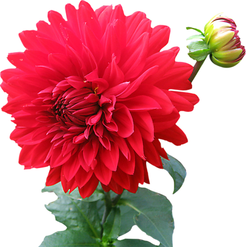 Dahlia Red Flower Png Images Hd