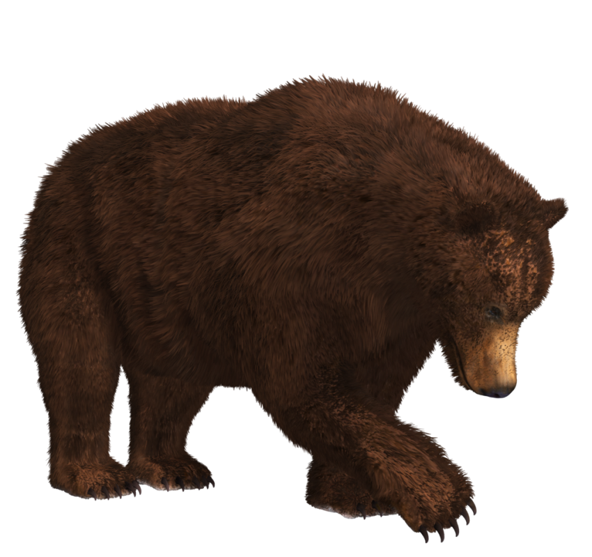 Dark Brown Bear Transparent PNG 1