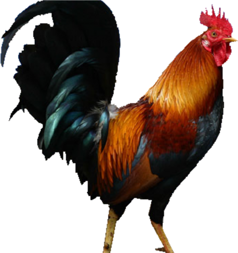 Dark Brown Cock Transparent PNG