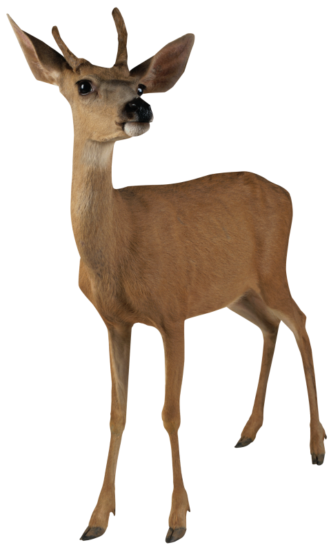 Deer Animal Transparent PNG Free download HD