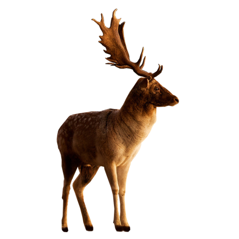 Deer Looking Transparent PNG Free download HD