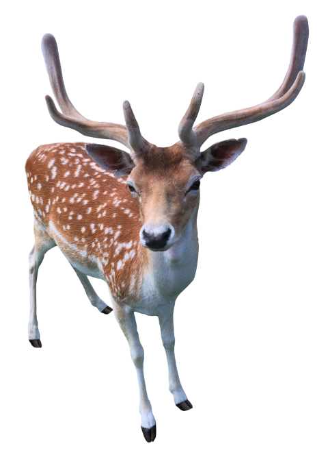 Deer Transparent PNG Free download HD