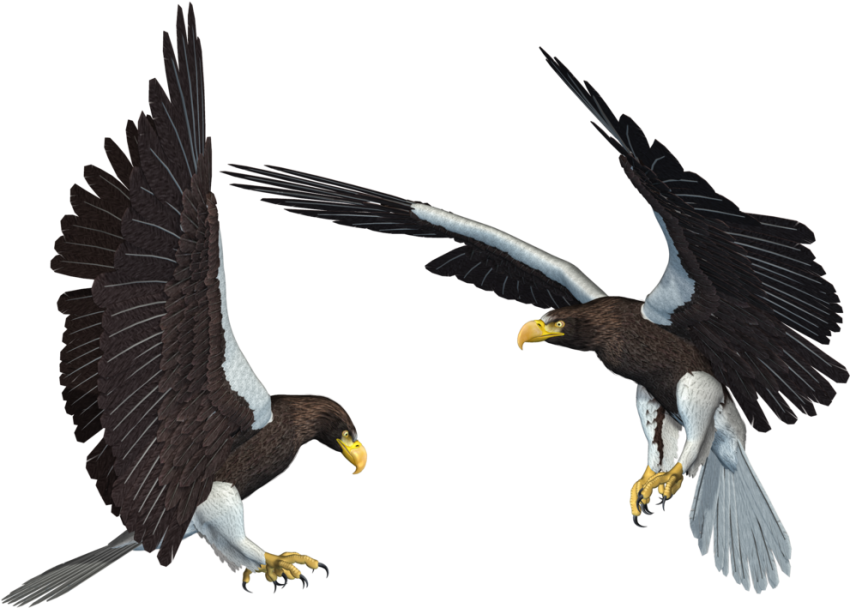 Diving Eagle PNG HD Quality Download