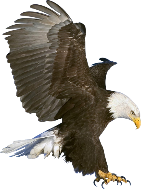 Diving Eagle Transparent PNG HD