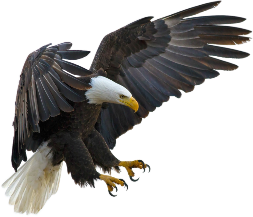 Diving Eagle Transparent PNG Image