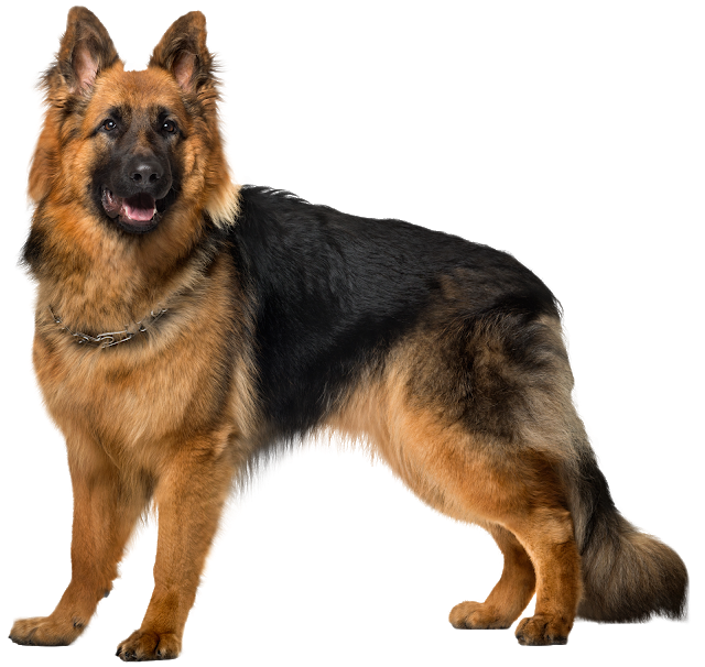 Dog Animal Transparent PNG
