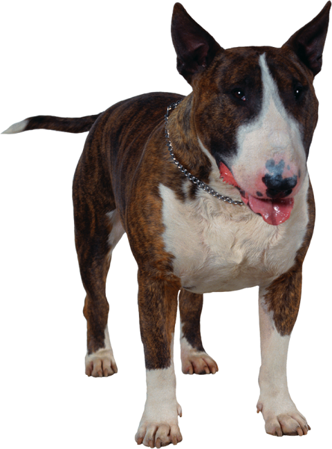 Dog Front Face View  PNG Images
