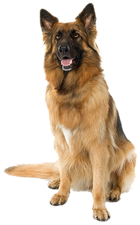 Dog German Shepherd PNG Download