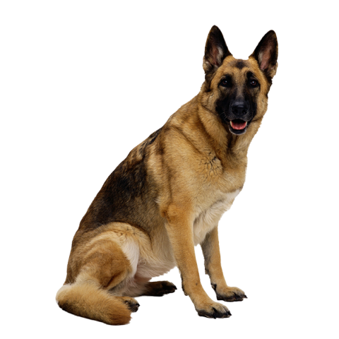 Dog German Shepherd  PNG Images Hd