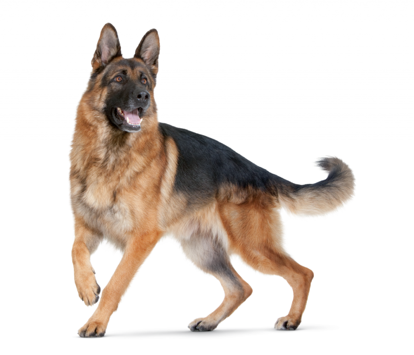 Dog German Shepherd  Stand PNG Images