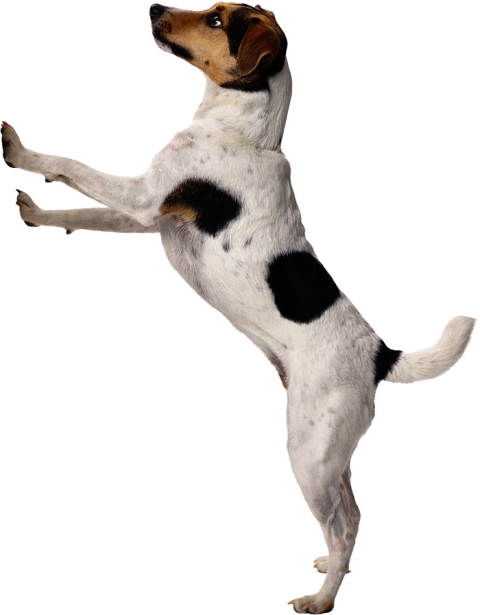 Dog Jumping PNG Images Full HD